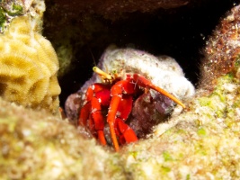 Red Reef Hermit Crab IMG 7734